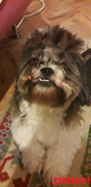 Shih Tzu, Köpek  CASPER fotoğrafı