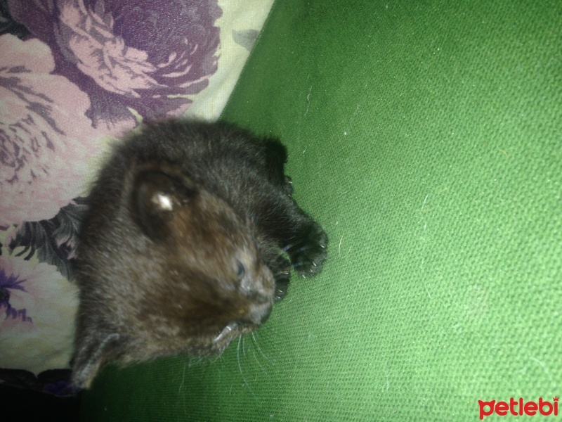 Bombay, Kedi  Gece fotoğrafı