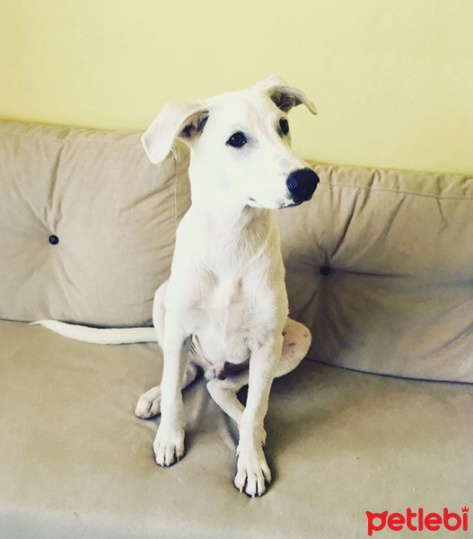 Sokö (Sokak Köpeği), Köpek  İsimsiz fotoğrafı