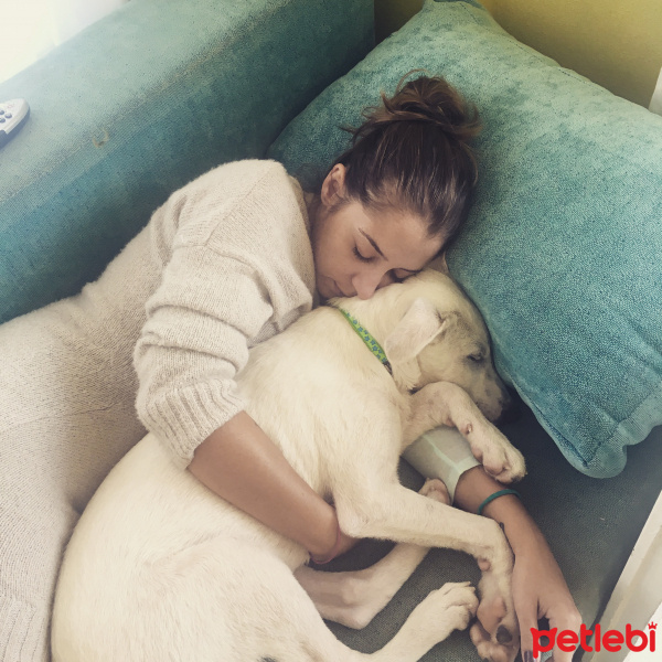 Sokö (Sokak Köpeği), Köpek  İsimsiz fotoğrafı