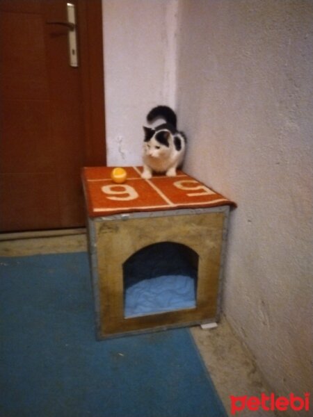 Van Kedisi, Kedi  PAMUK fotoğrafı