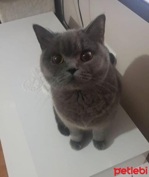 British Shorthair, Kedi  Pastel fotoğrafı