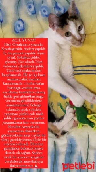 Tekir Kedi, Kedi  Şila ? ACİL YUVA !!! fotoğrafı