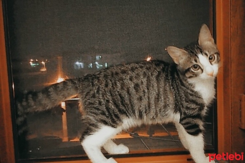 Tekir Kedi, Kedi  Kuşko fotoğrafı