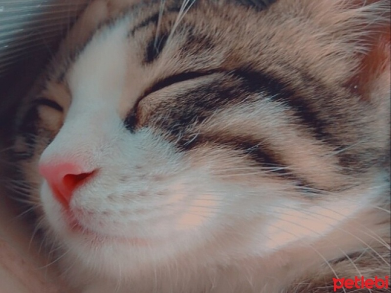 Tekir Kedi, Kedi  Kuşko fotoğrafı