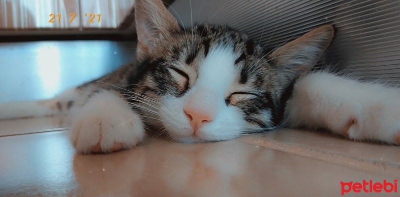 Tekir Kedi, Kedi  Kuşko fotoğrafı