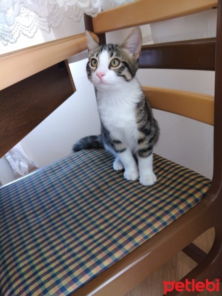 Tekir Kedi, Kedi  Kuşko fotoğrafı