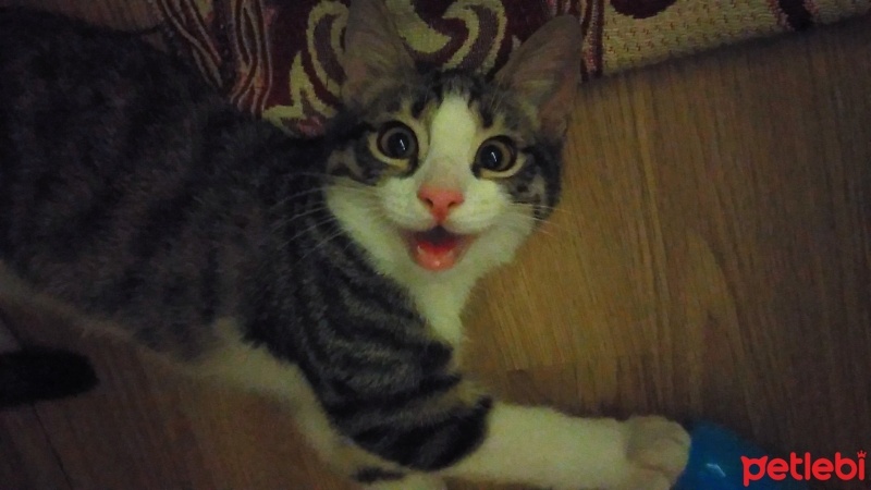 Tekir Kedi, Kedi  Kuşko fotoğrafı
