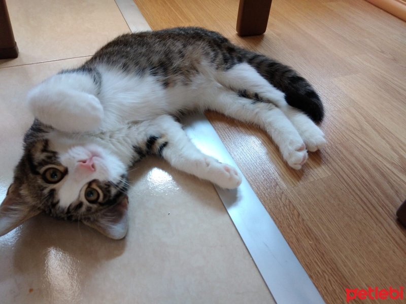 Tekir Kedi, Kedi  Kuşko fotoğrafı