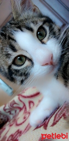 Tekir Kedi, Kedi  Kuşko fotoğrafı