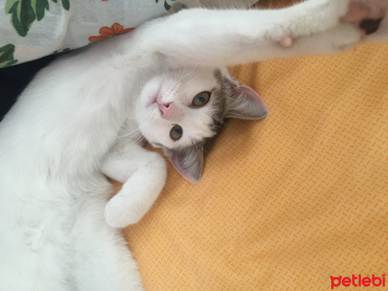  Kedi  İstanbul fotoğrafı