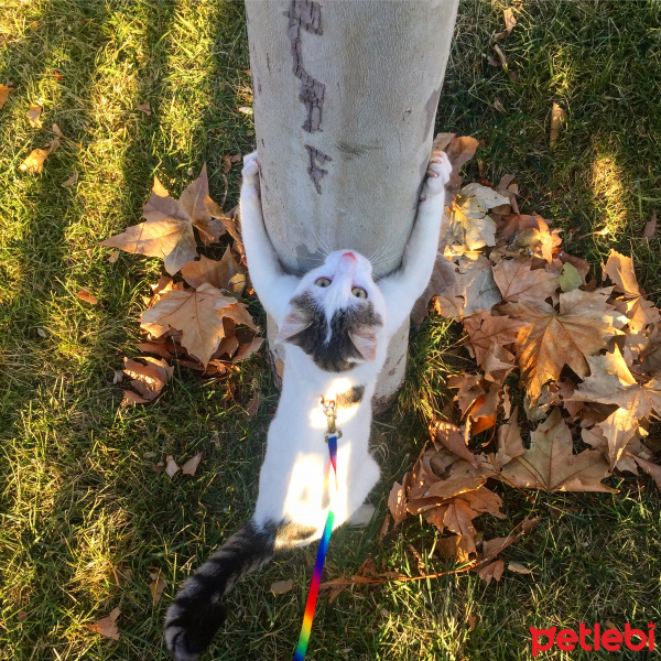  Kedi  İstanbul fotoğrafı