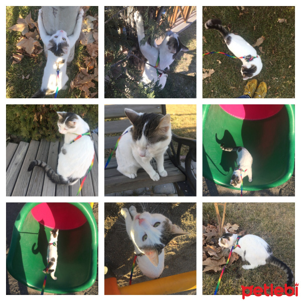  Kedi  İstanbul fotoğrafı