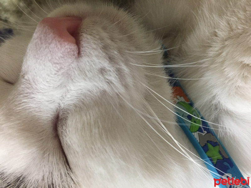  Kedi  İstanbul fotoğrafı