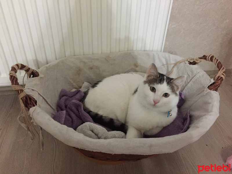  Kedi  İstanbul fotoğrafı