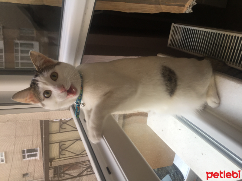  Kedi  İstanbul fotoğrafı