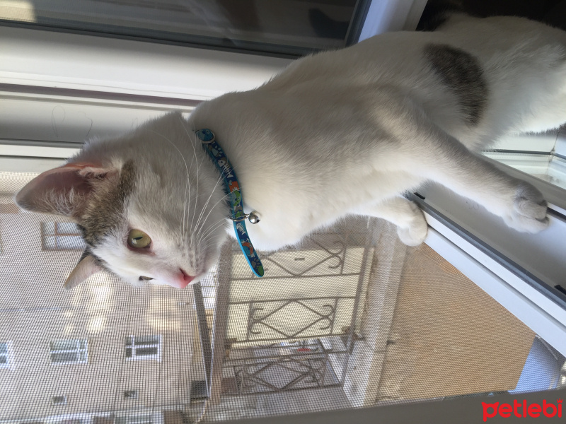  Kedi  İstanbul fotoğrafı