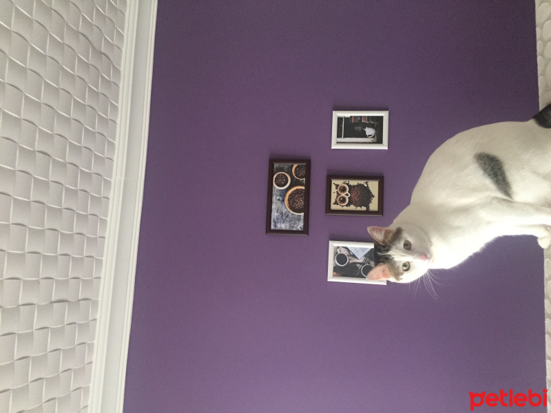  Kedi  İstanbul fotoğrafı