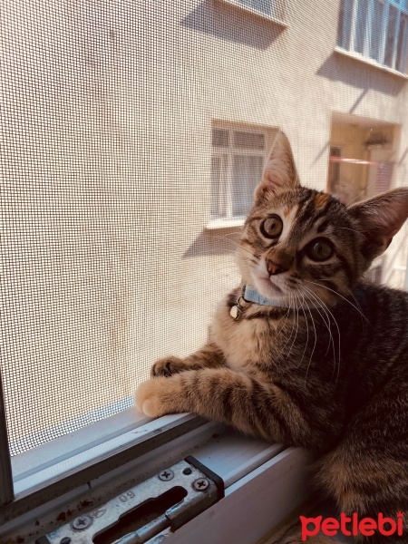 Tekir Kedi, Kedi  Zeytin fotoğrafı