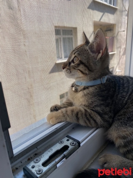 Tekir Kedi, Kedi  Zeytin fotoğrafı