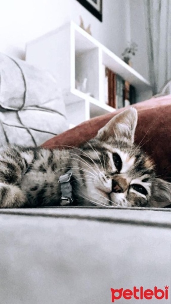 Tekir Kedi, Kedi  Zeytin fotoğrafı