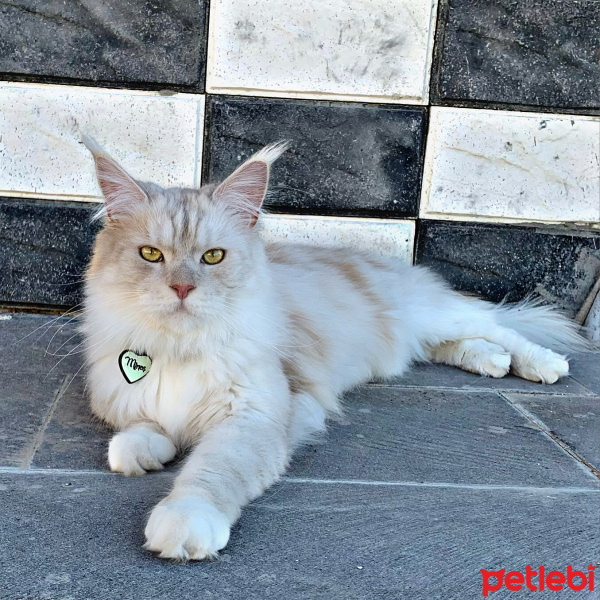 Maine Coon, Kedi  Minoş fotoğrafı