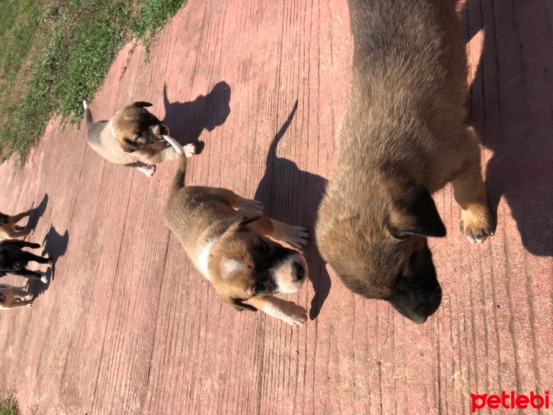 Kangal, Köpek  Boz çoban köpekleri fotoğrafı