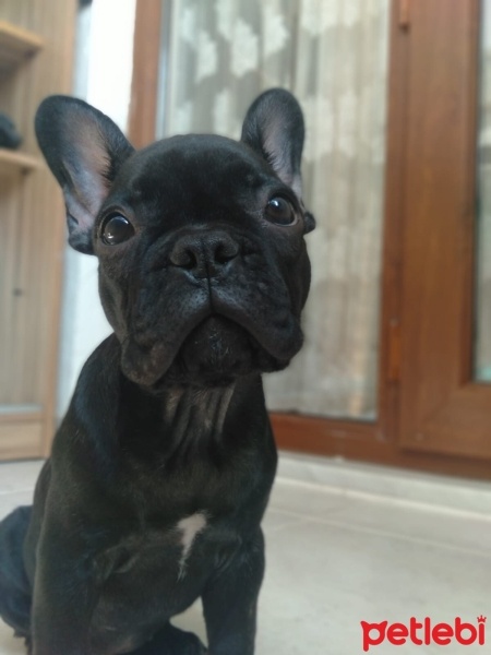Fransız Bulldog, Köpek  Şeker fotoğrafı