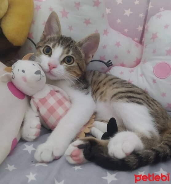 Tekir Kedi, Kedi  Pati fotoğrafı