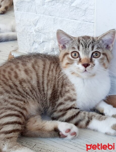 British Shorthair, Kedi  adı yok fotoğrafı