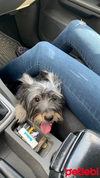 Yorkshire Terrier, Köpek  Behlül fotoğrafı