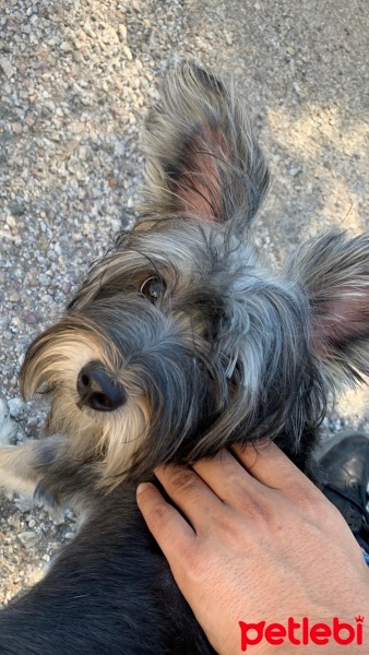 Yorkshire Terrier, Köpek  Behlül fotoğrafı