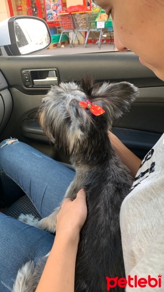 Yorkshire Terrier, Köpek  Behlül fotoğrafı