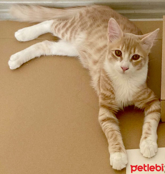 Sarman, Kedi  Bıdık fotoğrafı