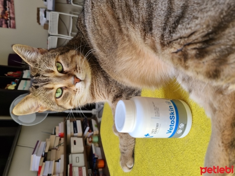 Tekir Kedi, Kedi  Tekila fotoğrafı