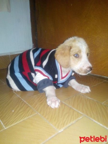Sokö (Sokak Köpeği), Köpek  Çapli fotoğrafı