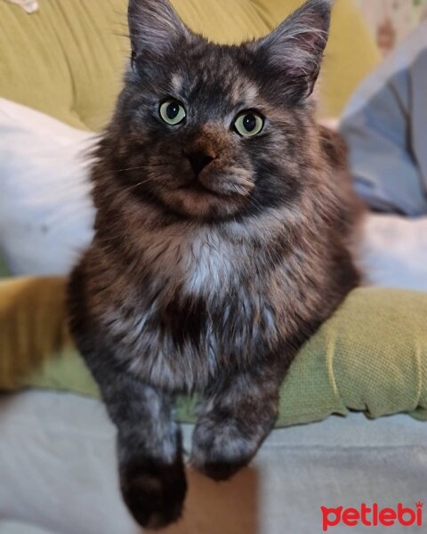 Maine Coon, Kedi  Rengar fotoğrafı