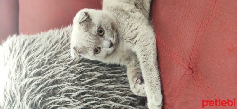 Scottish Fold, Kedi  Lena fotoğrafı