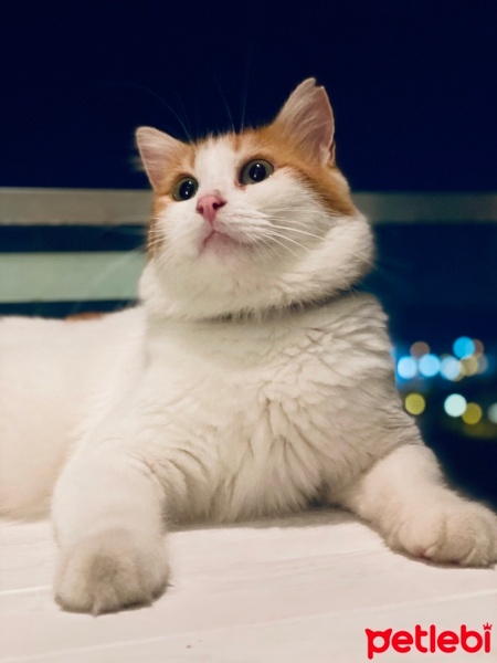 Sarman, Kedi  Chibi fotoğrafı