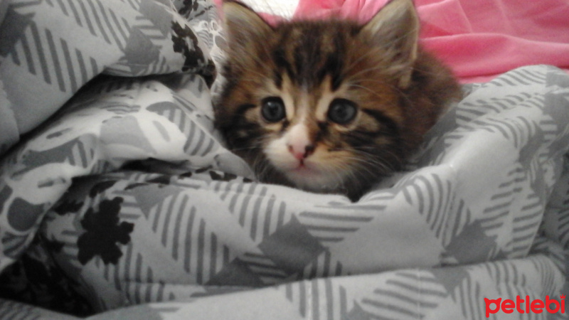 Van Kedisi, Kedi  Bocuk fotoğrafı