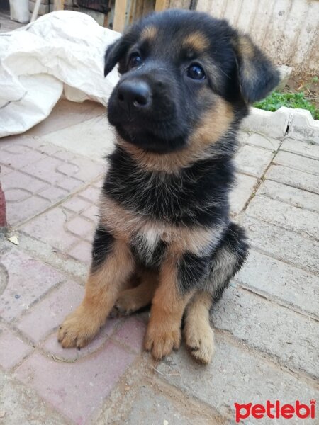 Alman Çoban Köpeği, Köpek  Jessi fotoğrafı