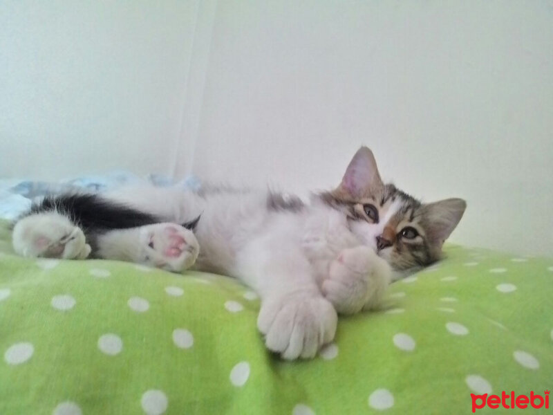 Brazilian Shorthair, Kedi  Paco Dartagnan Tacettin fotoğrafı