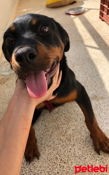 Rottweiler, Köpek  Diana fotoğrafı
