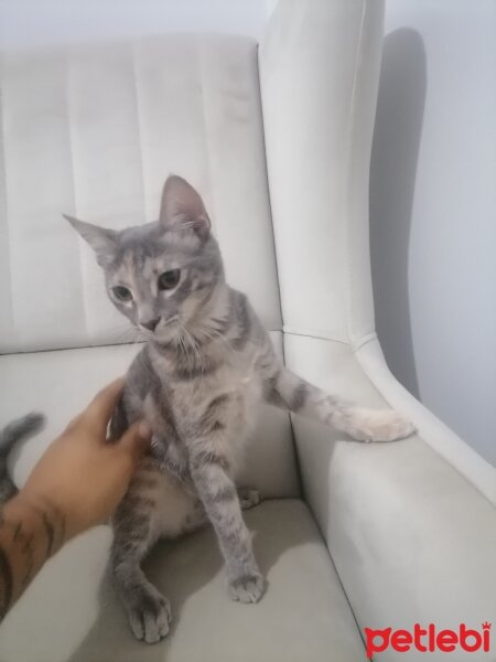 Tekir Kedi, Kedi  Dolunay fotoğrafı