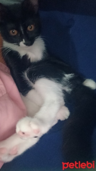 Tuxedo (Smokin) Kedi, Kedi  Zeytin fotoğrafı