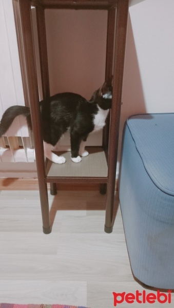 Tuxedo (Smokin) Kedi, Kedi  Zeytin fotoğrafı