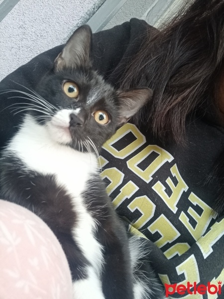 Tuxedo (Smokin) Kedi, Kedi  Zeytin fotoğrafı