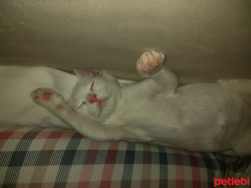 Tekir Kedi, Kedi  mişa fotoğrafı