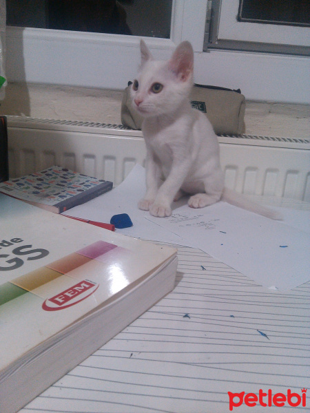 Tekir Kedi, Kedi  mişa fotoğrafı