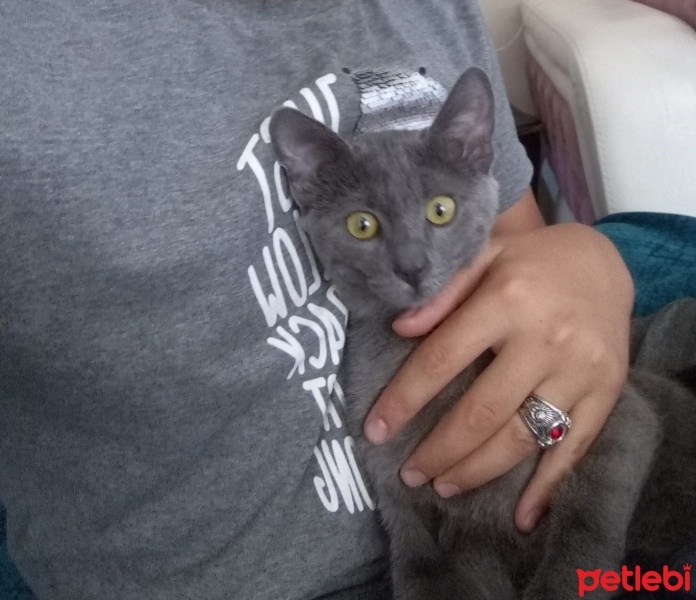 Mavi Rus, Kedi  Zeytin fotoğrafı